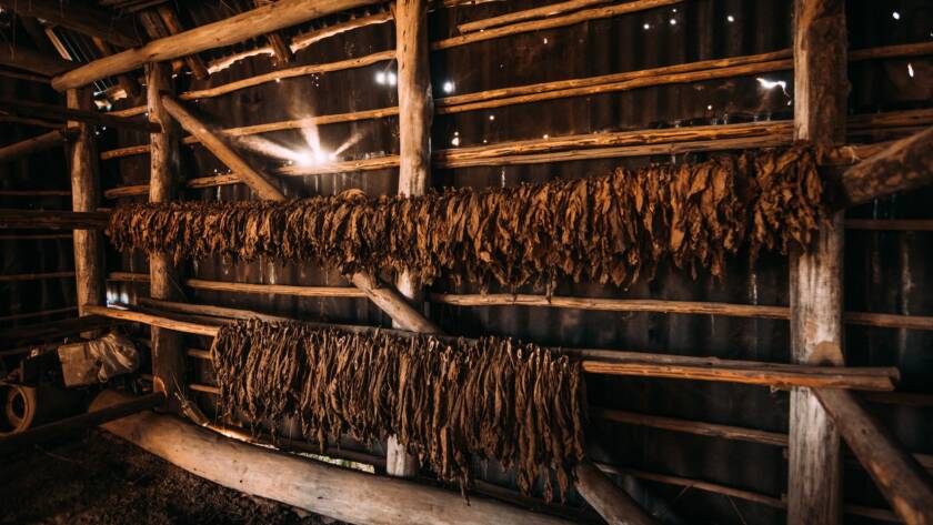 Drying of aromatic tobacco in wooden barn